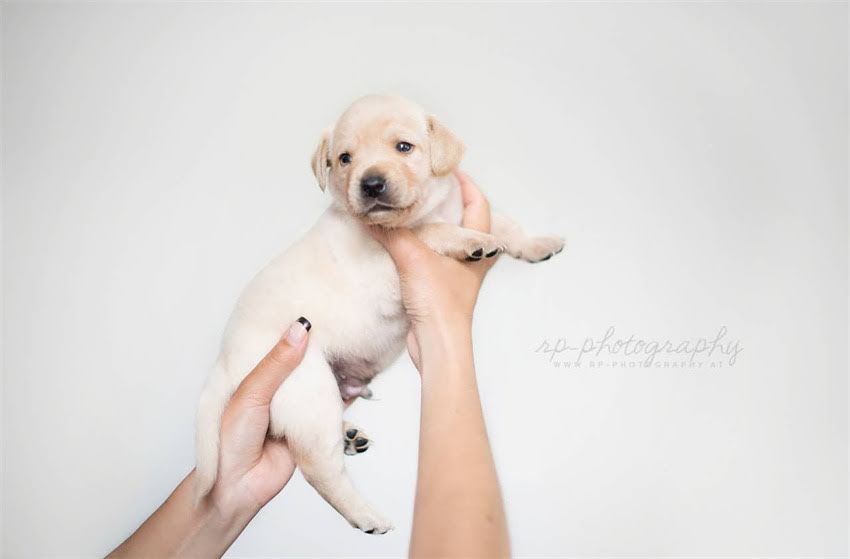 图片 10款高性价比天然狗粮推荐：如何用低价实现科学喂养，附选购避坑指南2.jpg