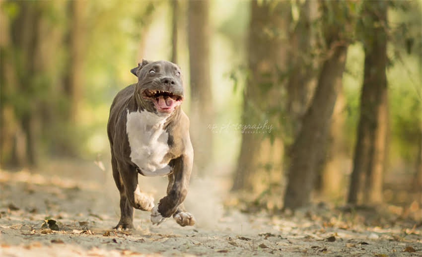图片 10款黄金选择！最适合金毛犬的狗粮推荐与选购全攻略.jpg