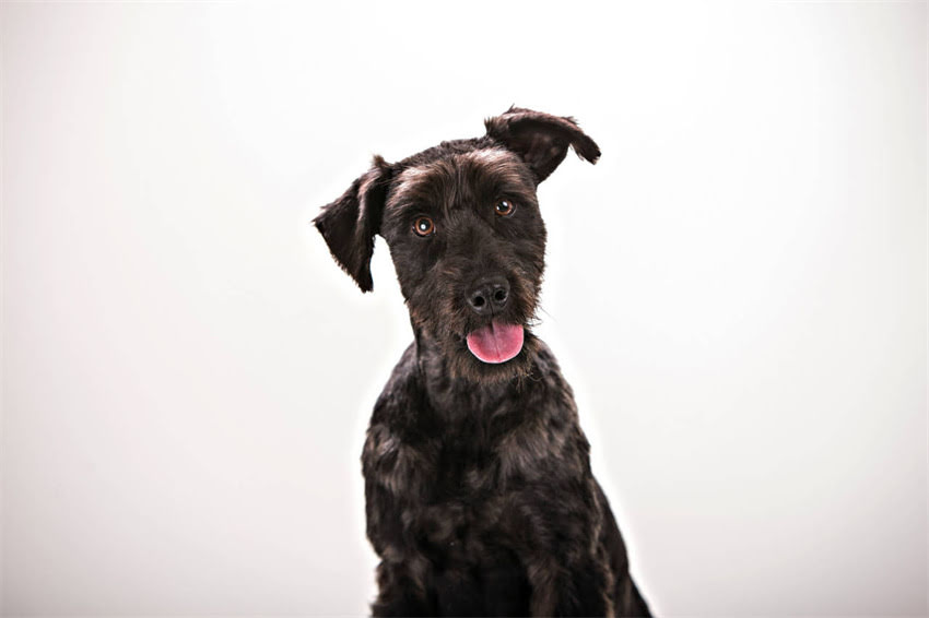 图片 10款黄金选择！最适合金毛犬的狗粮推荐与选购全攻略1.jpg