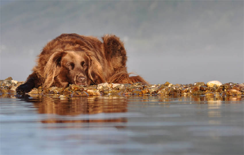 图片 10种猫能安全食用的天然食物清单及科学喂养指南（附禁忌食物黑名单）1.jpg