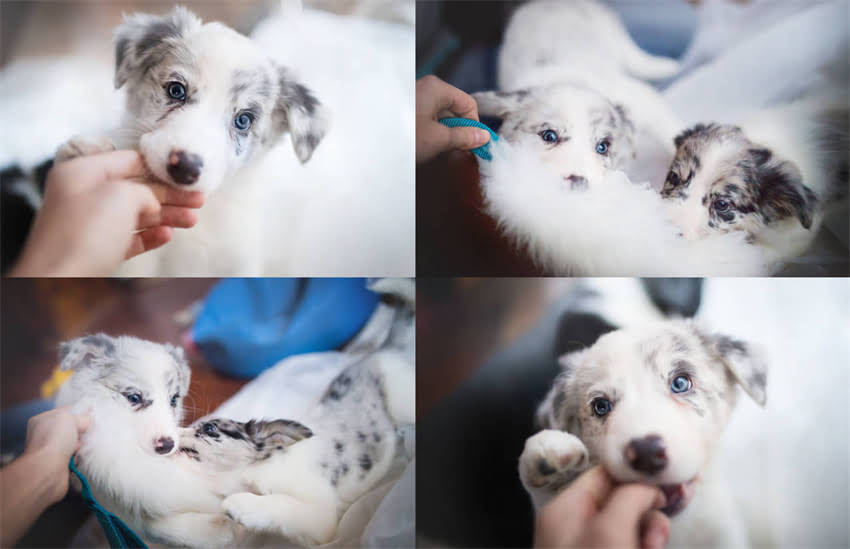 图片 1500元哈士奇纯种吗？深度价格与血统的五大判断标准1.jpg