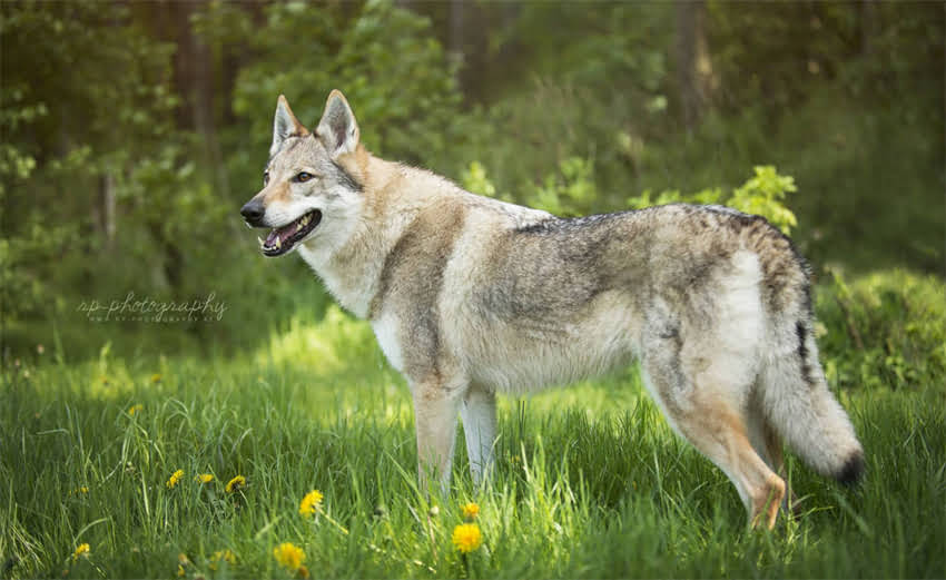 图片 1500元哈士奇纯种吗？深度价格与血统的五大判断标准2.jpg