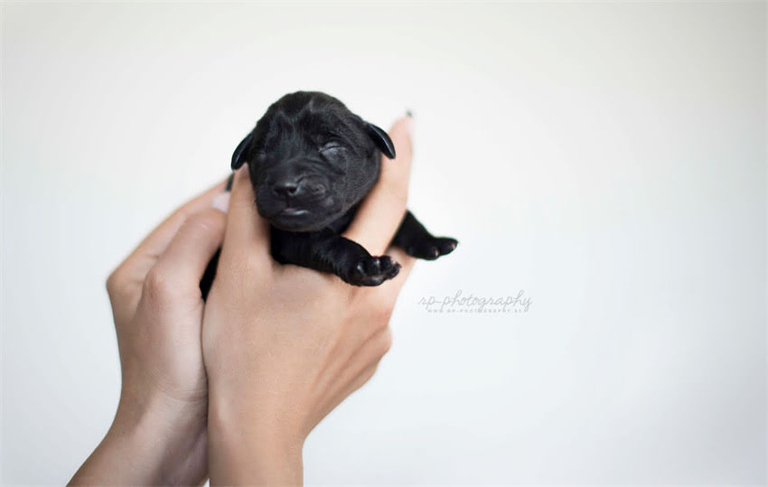 图片 1岁哈士奇最佳饮食指南：科学喂养方案与常见误区全1.jpg