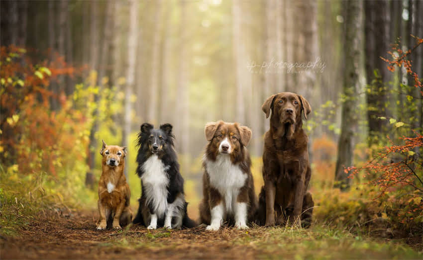 图片 1岁哈士奇最佳饮食指南：科学喂养方案与常见误区全2.jpg