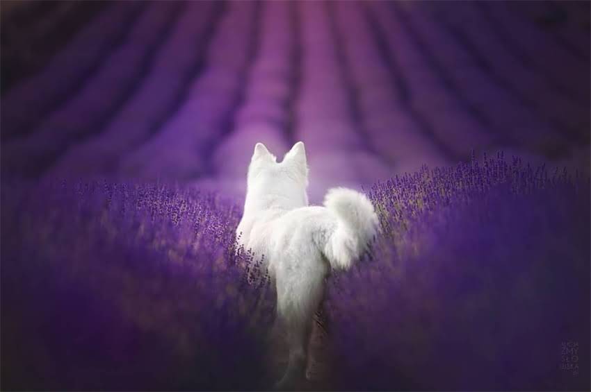 图片 1岁雪纳瑞科学喂养指南：精准掌握每日饭量与营养需求1.jpg