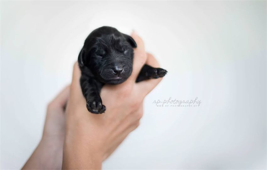 图片 1岁雪纳瑞科学喂养指南：精准掌握每日饭量与营养需求2.jpg