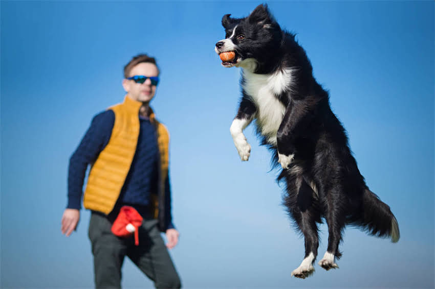 图片 1月龄小狗睡眠指南：科学养护与睡眠时间表（附护理要点）1.jpg