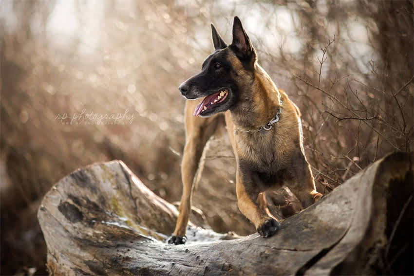 图片 1月龄小狗睡眠指南：科学养护与睡眠时间表（附护理要点）2.jpg