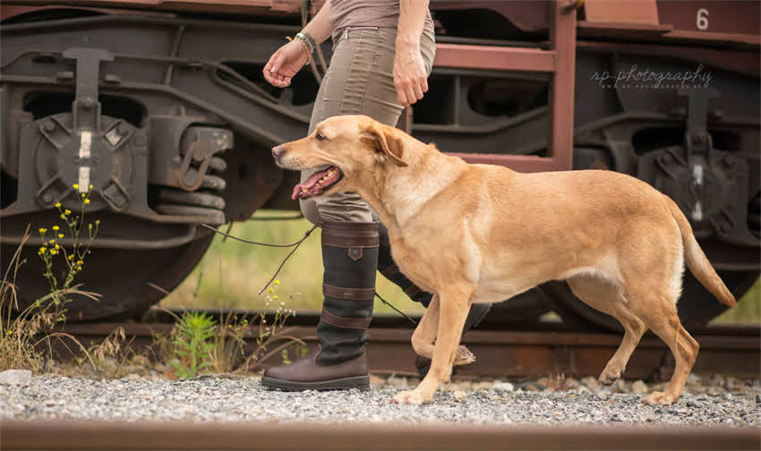 图片 1月龄幼犬科学喂养指南：一天喂几顿？营养配比与喂养细节全.jpg