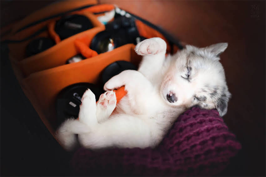 图片 1月龄猫咪喂养指南：猫粮喂多少克？科学喂养全攻略.jpg