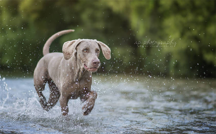 图片 1月龄猫咪喂养指南：猫粮喂多少克？科学喂养全攻略1.jpg