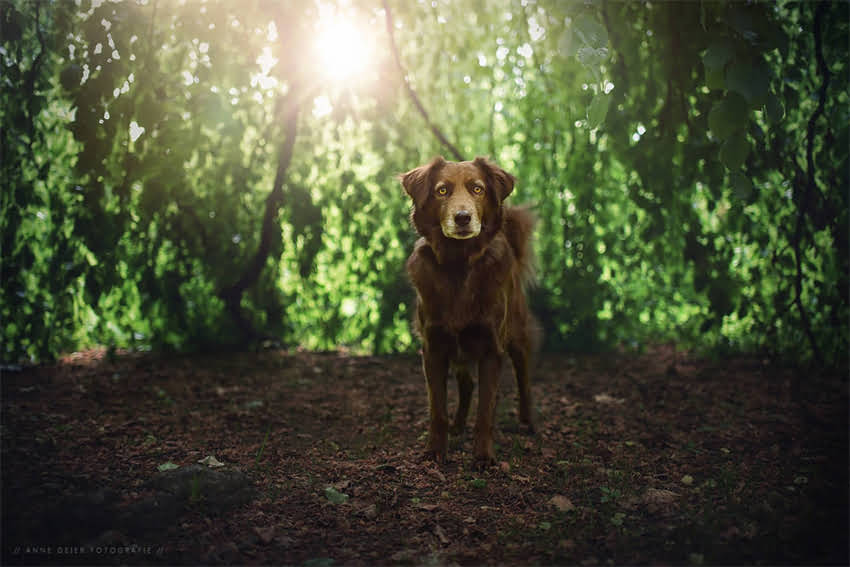 图片 1月龄猫咪喂养指南：猫粮喂多少克？科学喂养全攻略2.jpg