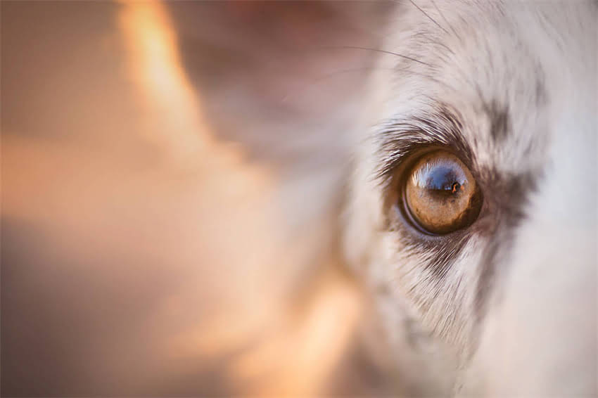 图片 23天小狗能否正常吃食？幼犬喂养全攻略（附科学喂养表）1.jpg