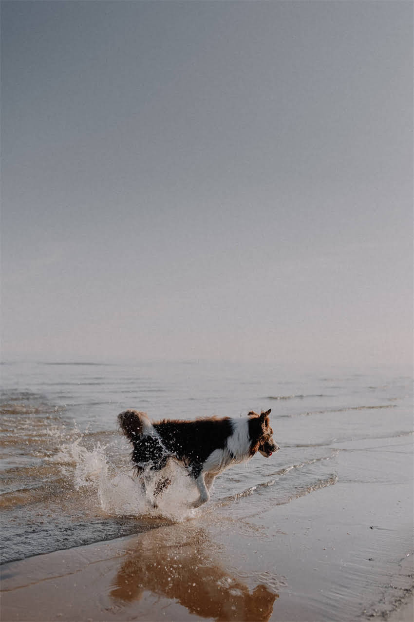 图片 2kg猫粮够吃多久？成年猫月均食量+科学喂养全攻略（附换粮指南）.jpg