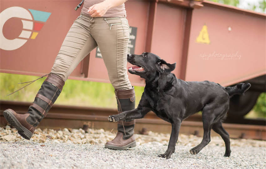 图片 2个月大幼犬如厕训练全攻略：科学方法+常见误区1.jpg