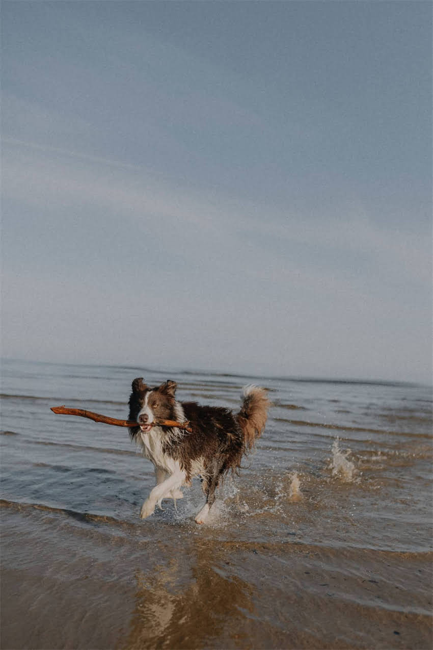 图片 2个月大的猫咪能吃狗粮吗？新手必看幼猫喂养全攻略.jpg