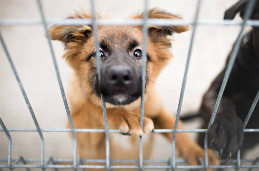 图片 3个月哈士奇吃多少狗粮？附科学喂养指南与月龄营养需求表.jpg