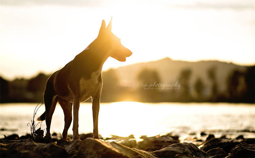 图片 3个月哈士奇吃多少狗粮？附科学喂养指南与月龄营养需求表2.jpg