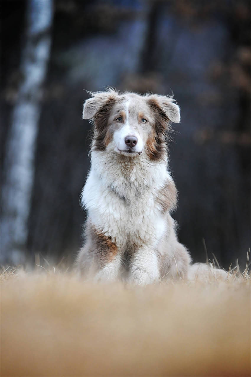 图片 3个月大的狗每天吃多少狗粮？科学喂养指南与注意事项1.jpg