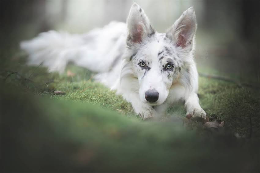 图片 3个月拉布拉多幼犬体重标准+科学喂养指南（附成长对照表）2.jpg