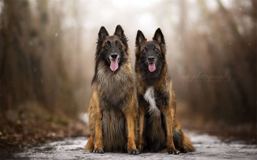 图片 3个月泰迪犬价格及饲养全攻略：附地区差异与选购避坑指南2.jpg