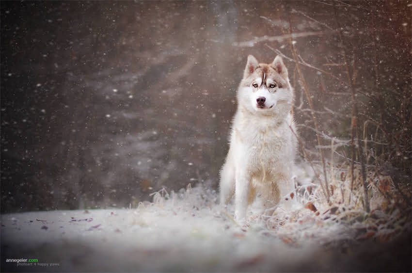 图片 3个月泰迪训练指南：新手必看的基础obediencetraining详细教程1.jpg