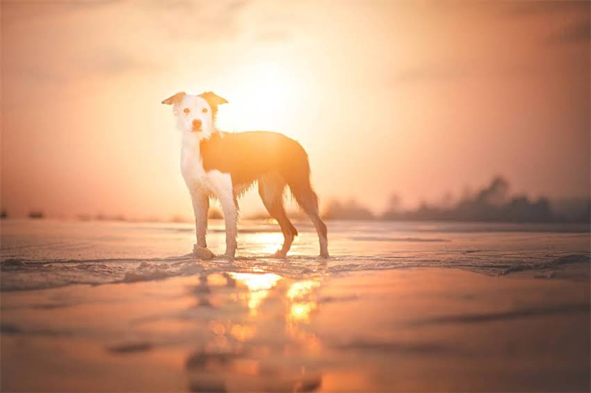 图片 3个月萨摩耶幼犬的生理发育特点.jpg