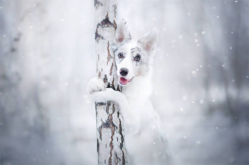 图片 3个月萨摩耶幼犬的生理发育特点2.jpg