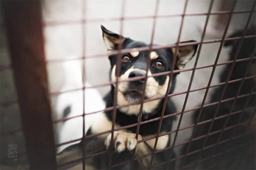 图片 3个月金毛幼犬价格全：地区差异、血统对比与饲养成本指南2.jpg