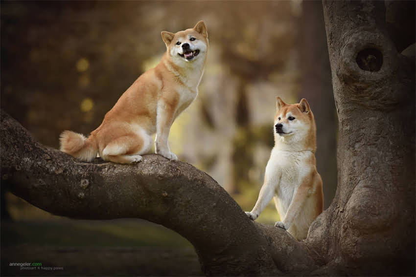 图片 3步打造专业防暴犬：犬只攻击性训练全流程与注意事项1.jpg