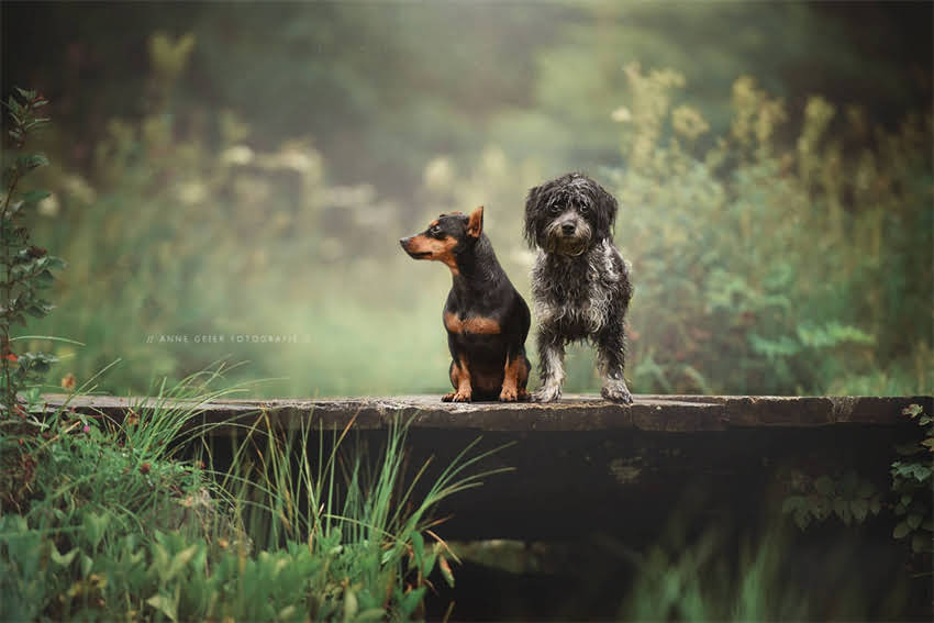 图片 3步打造专业防暴犬：犬只攻击性训练全流程与注意事项2.jpg