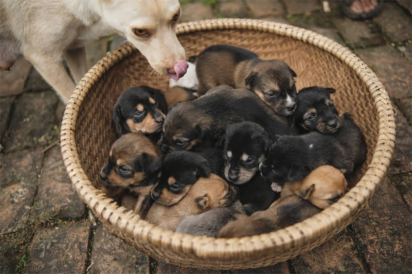 图片 3步解决小泰迪泪痕，家庭护理全攻略：从原因到预防的完整指南.jpg