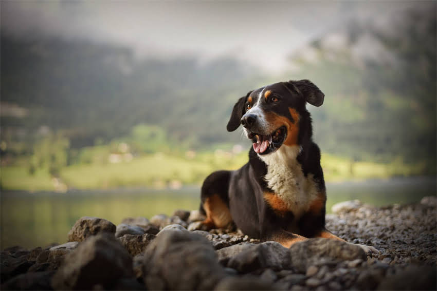 图片 3步解决小泰迪泪痕，家庭护理全攻略：从原因到预防的完整指南2.jpg
