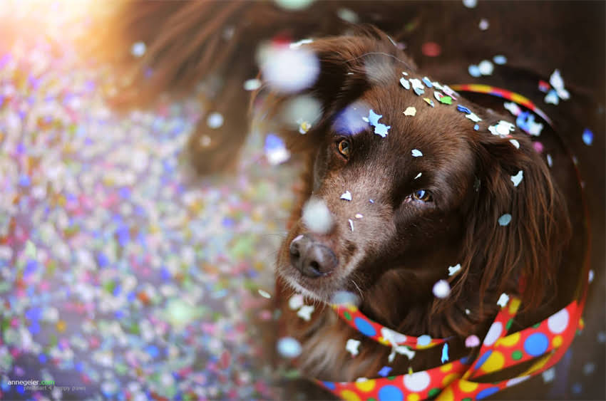 图片 400克猫粮换算成多少斤？科学喂养指南+养猫注意事项全（附精准换算公式）1.jpg