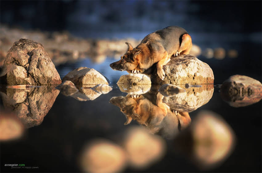 图片 40天大幼犬洗澡全攻略：科学清洁指南与安全注意事项.jpg