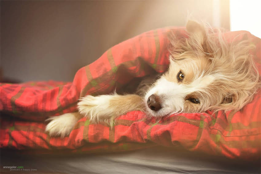 图片 4kg幼猫粮科学喂养指南：幼猫喂养时长计算与营养配比全1.jpg