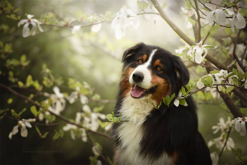 图片 4kg幼猫粮科学喂养指南：幼猫喂养时长计算与营养配比全2.jpg