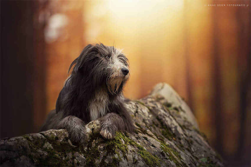 图片 4kg猫咪每日喂食量计算公式！科学喂养指南与精准配比方案.jpg