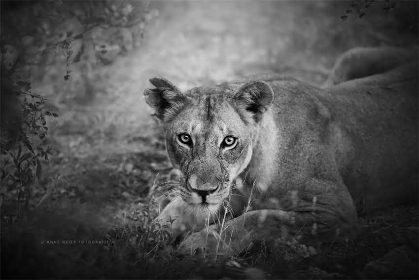 图片 4kg猫咪每日喂食量计算公式！科学喂养指南与精准配比方案1.jpg