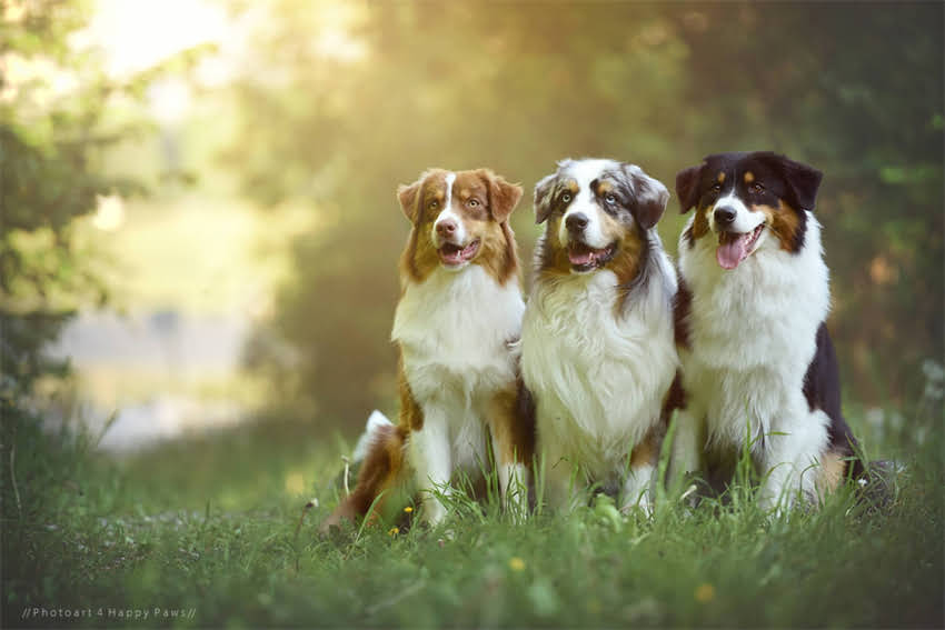 图片 4个月吉娃娃科学喂养全攻略：从饮食到行为训练的完整指南.jpg