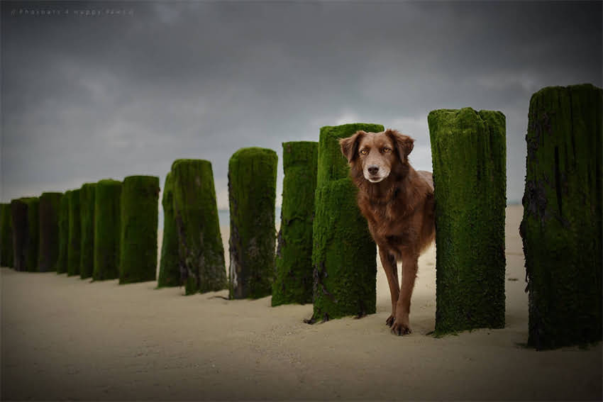 图片 4个月比熊犬发育全：体型毛色行为特征图解（附饲养指南）.jpg