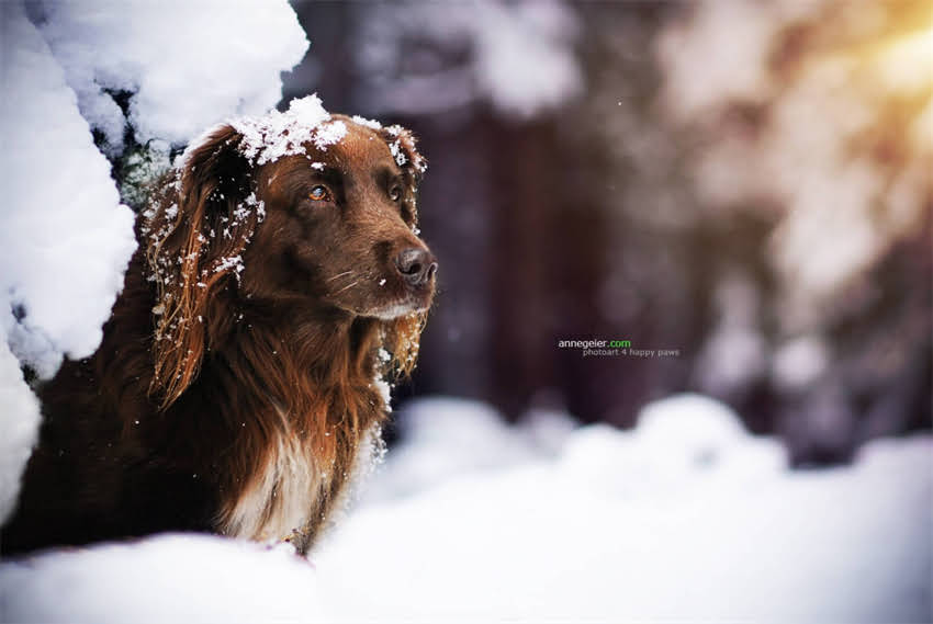 图片 4个月比熊犬发育全：体型毛色行为特征图解（附饲养指南）1.jpg