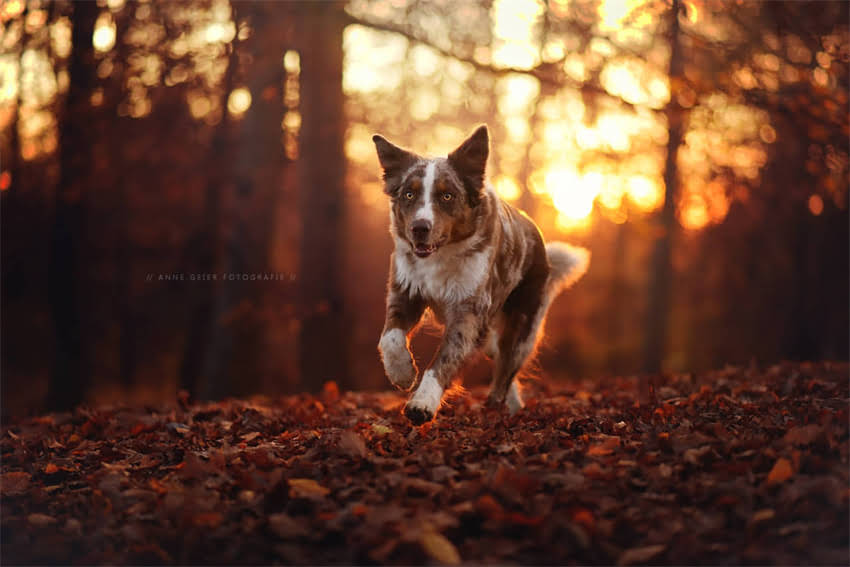 图片 4个月比熊犬发育全：体型毛色行为特征图解（附饲养指南）2.jpg