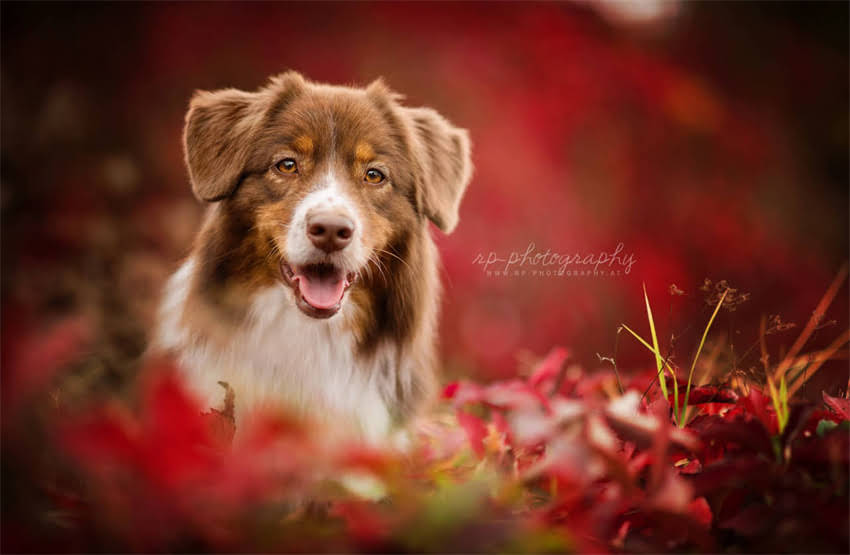 图片 4个月泰迪幼犬每天喂多少狗粮？科学喂养分量表+营养指南（附推荐品牌）.jpg