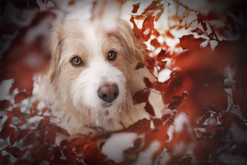 图片 5个月博美犬专用狗粮选择指南：科学喂养与品牌推荐全.jpg