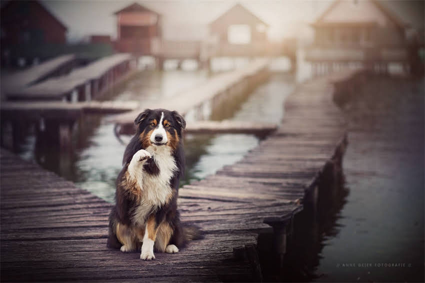 图片 5个月暹罗猫每日喂食量及喂养指南：科学养宠必备知识1.jpg