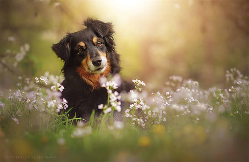 图片 5个月柯基犬养护全攻略：科学喂养+健康训练+疾病预防技巧大公开1.jpg