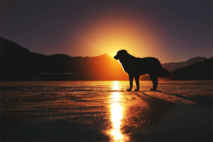 图片 5个月金毛犬月均狗粮消耗量是多少？科学喂养指南与营养配比全！.jpg