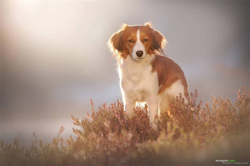 图片 5个科学方法彻底解决狗狗吠叫问题，训练安静狗狗全攻略2.jpg