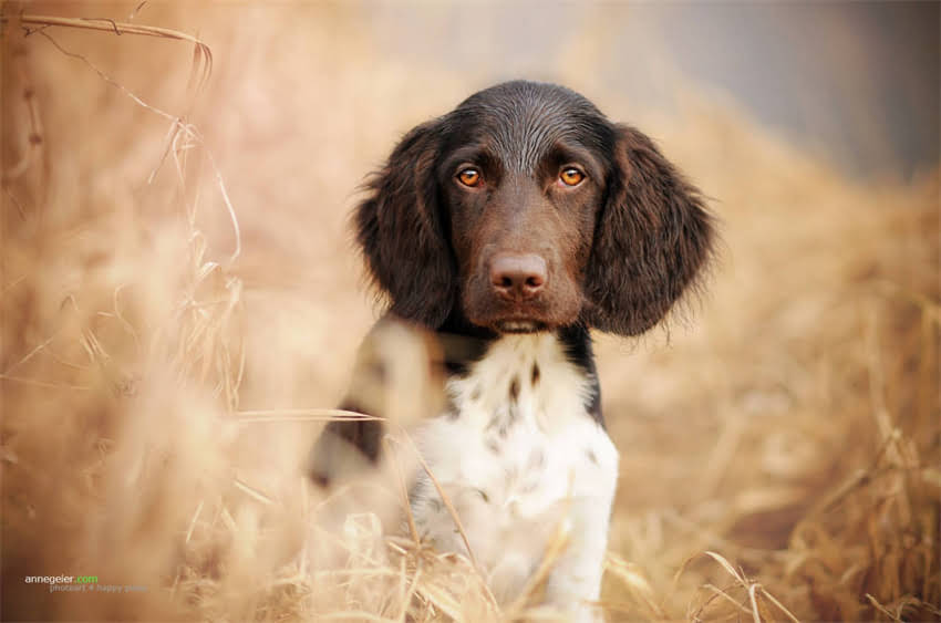 图片 5个科学方法教你有效训练狗狗保持安静不动训练全攻略（附真实案例）1.jpg